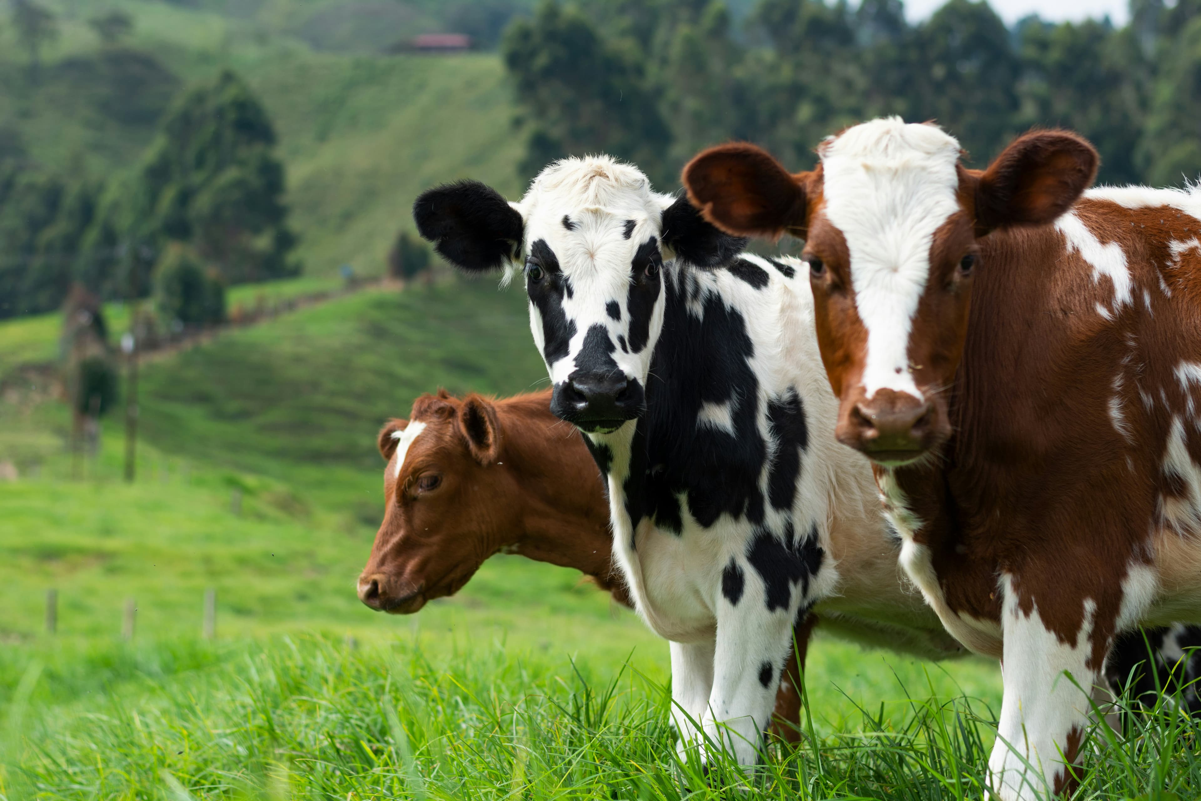 Cattle management with CattleWise